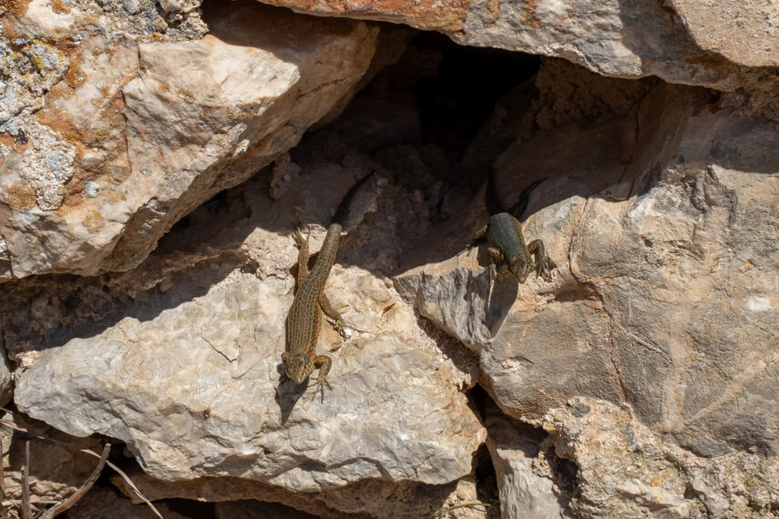 Wall lizards on a mares wall