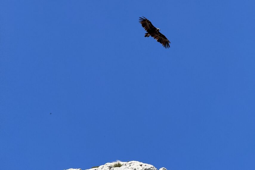 Monk Vulture