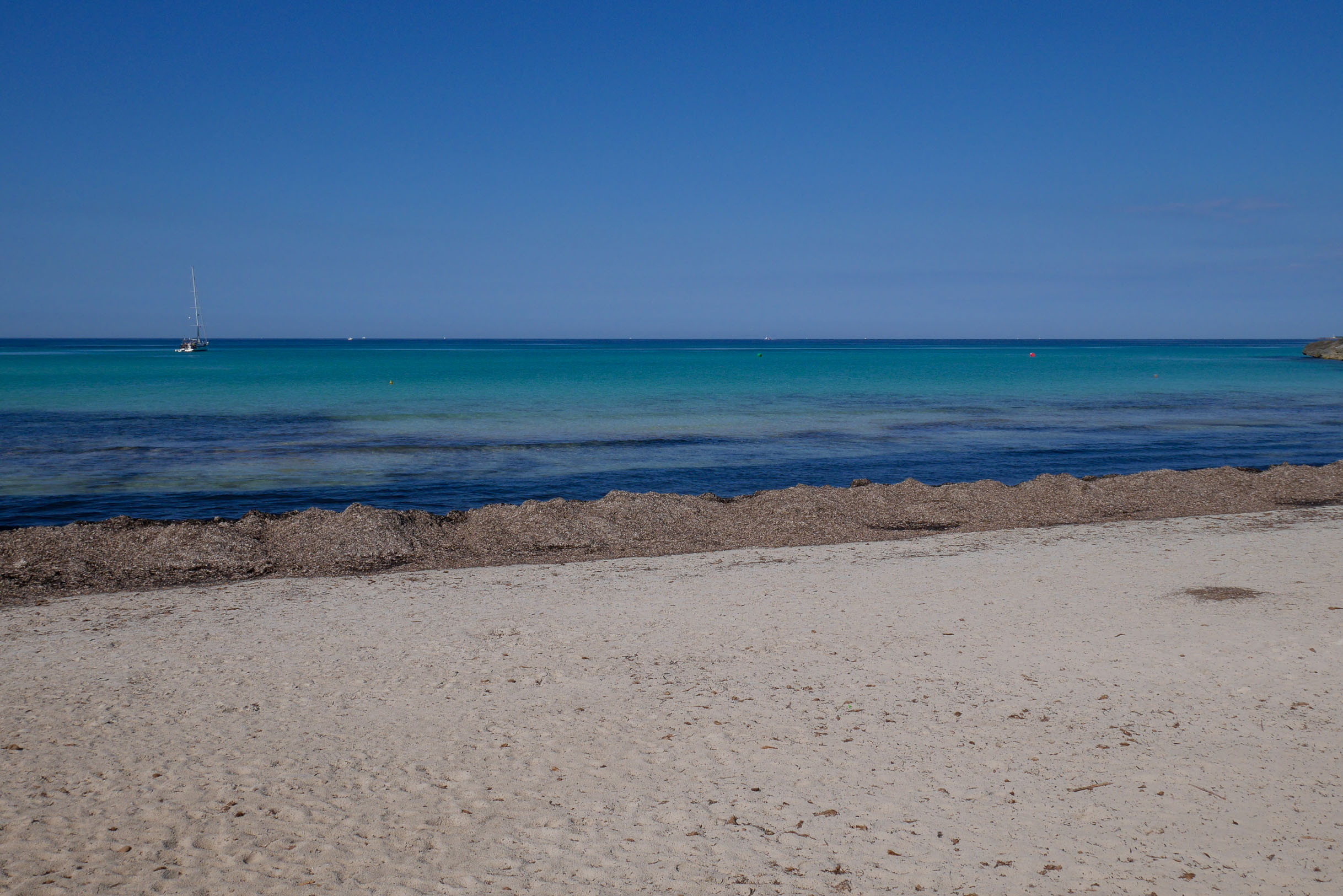 Posidonia