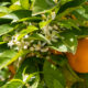 The scent of spring on Mallorca